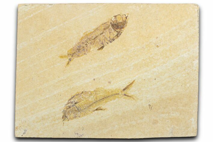 Slab With Two Fossil Fish (Diplomystus & Knightia) - Wyoming #345506